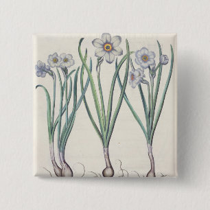 Narzissen: maximus 1.Narcissus medio purpureus; Button