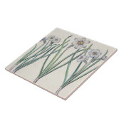 Narzissen: maximus 1.Narcissus medio purpureus; Fliese (Seite)