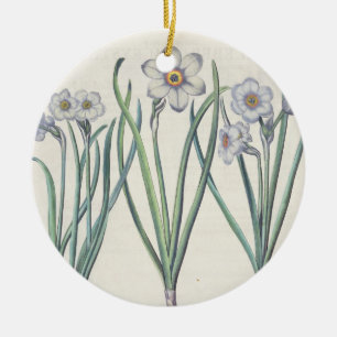 Narzissen: maximus 1.Narcissus medio purpureus; Keramikornament
