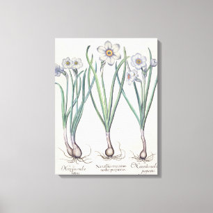 Narzissen: maximus 1.Narcissus medio purpureus; Leinwanddruck