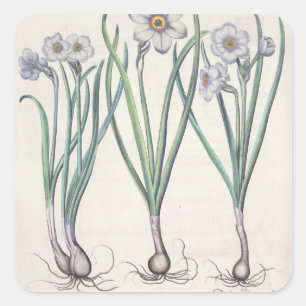 Narzissen: maximus 1.Narcissus medio purpureus; Quadratischer Aufkleber