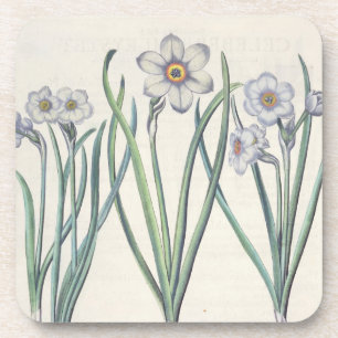 Narzissen: maximus 1.Narcissus medio purpureus; Untersetzer