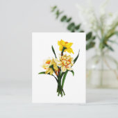 Narzissen oder Narzisse durch Pierre Joseph Postkarte (Stehend Vorderseite)