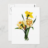 Narzissen oder Narzisse durch Pierre Joseph Postkarte (Vorne/Hinten)