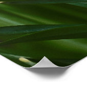 Narzissen Poster (Ecke)