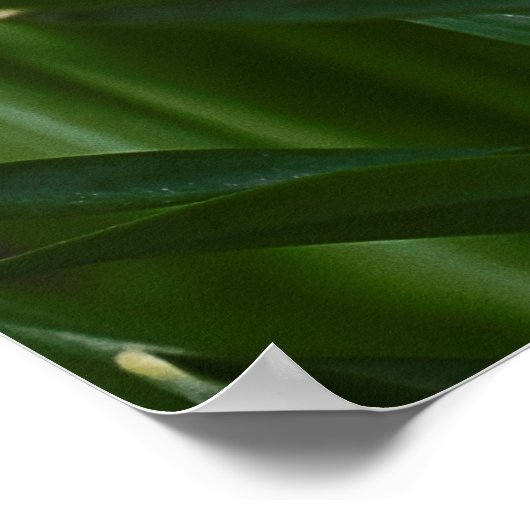 Narzissen Poster (Ecke)