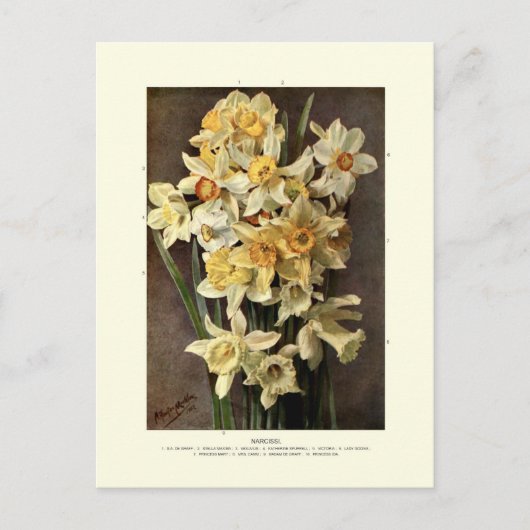 Narzissen Postkarte (Vorderseite)