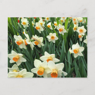 Narzissen Postkarte