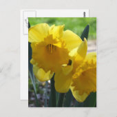 Narzissen Postkarte (Vorne/Hinten)