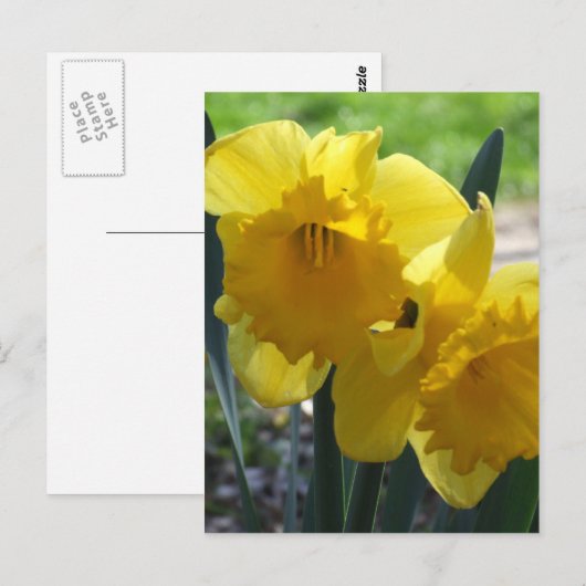 Narzissen Postkarte (Vorne/Hinten)