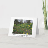 Narzissen. Sophia Gärten, Cardiff, Wales. Karte (Rückseite)