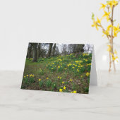 Narzissen. Sophia Gärten, Cardiff, Wales. Karte (Gelbe Blume)