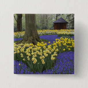 Narzissen-, Traubenhyazinthen- und Tulpen-Garten, Button