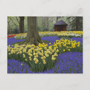 Narzissen-, Traubenhyazinthen- und Tulpen-Garten, Postkarte