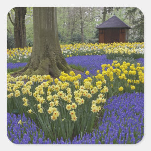 Narzissen-, Traubenhyazinthen- und Tulpen-Garten, Quadratischer Aufkleber