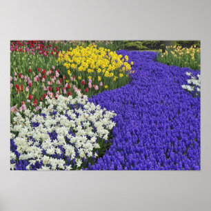 Narzissen und Traubenhyazinthen, Keukenhof 2 Poster