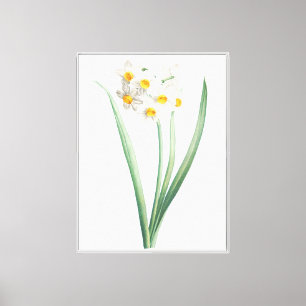 Narzissus, Pierre-Joseph Redouté, 1805 Leinwanddruck
