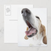 Nase des Hundes, nah Postkarte (Vorne/Hinten)