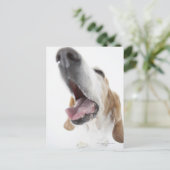 Nase des Hundes, nah Postkarte (Stehend Vorderseite)