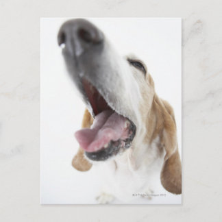 Nase des Hundes, nah Postkarte