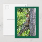 Nasenaffe Postkarte (Vorne/Hinten)