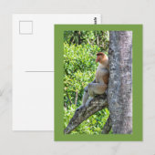 Nasenaffe Postkarte (Vorne/Hinten)