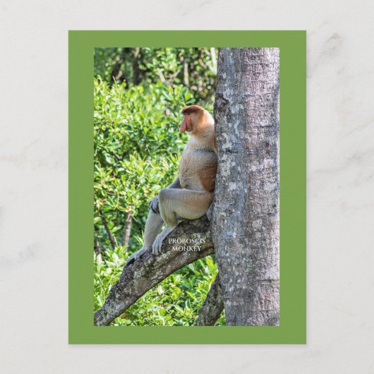 Nasenaffe Postkarte (Vorderseite)