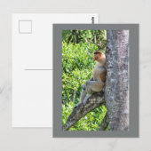 Nasenaffe Postkarte (Vorne/Hinten)