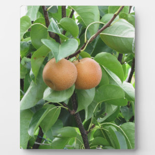 Nashi-Birnen am Baum hängen Fotoplatte