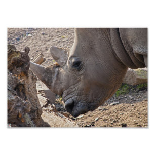 Nashorn Fotodruck