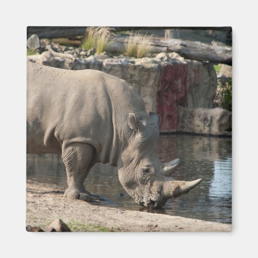 Nashorn Magnet (Vorne)