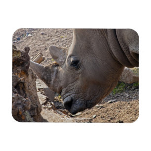 Nashorn Magnet