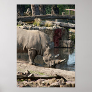 Nashorn Poster