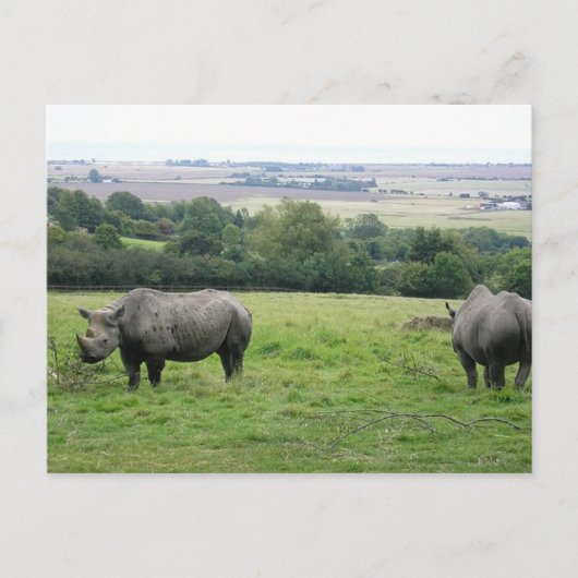 Nashorn Postkarte (Vorderseite)