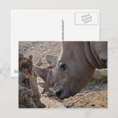 Nashorn Postkarte (Vorne/Hinten)