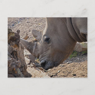 Nashorn Postkarte