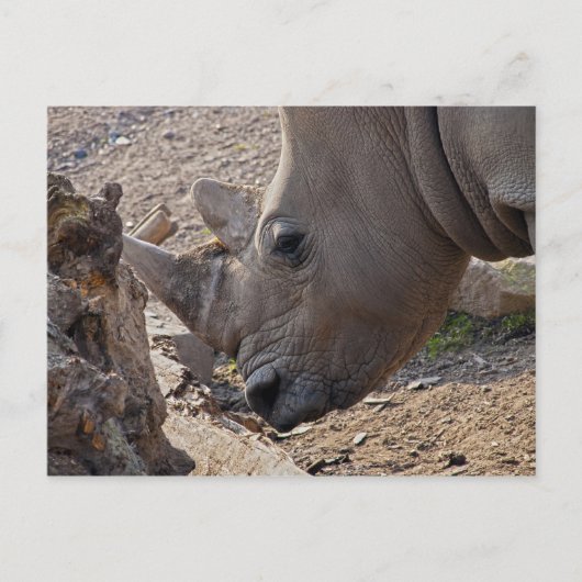 Nashorn Postkarte (Vorderseite)