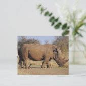 Nashorn Postkarte (Stehend Vorderseite)