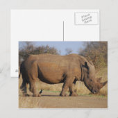 Nashorn Postkarte (Vorne/Hinten)