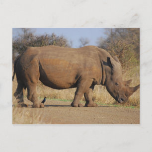Nashorn Postkarte