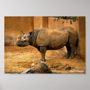 Nashorn Rücken an der Wand Poster