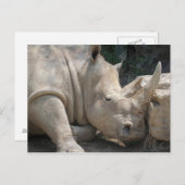 Nashörnchen Postkarte (Vorne/Hinten)