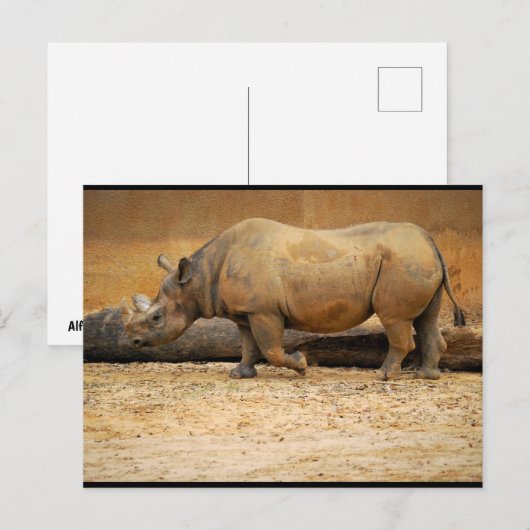 Nashornporträt Postkarte (Vorne/Hinten)
