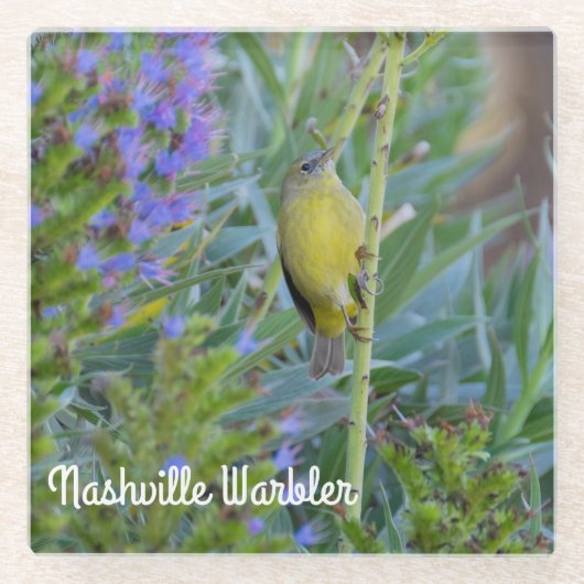 Nashville Warbler Glasuntersetzer (Vorderseite)