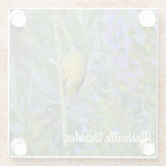 Nashville Warbler Glasuntersetzer (Rückseite)