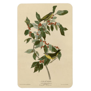 Nashville Warbler von Audubons Vögeln von Amerika Magnet