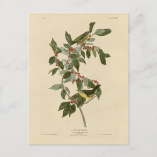 Nashville Warbler von Audubons Vögeln von Amerika Postkarte