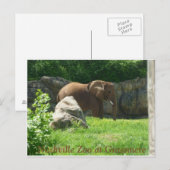 Nashville Zoo Postcard Postkarte (Vorne/Hinten)