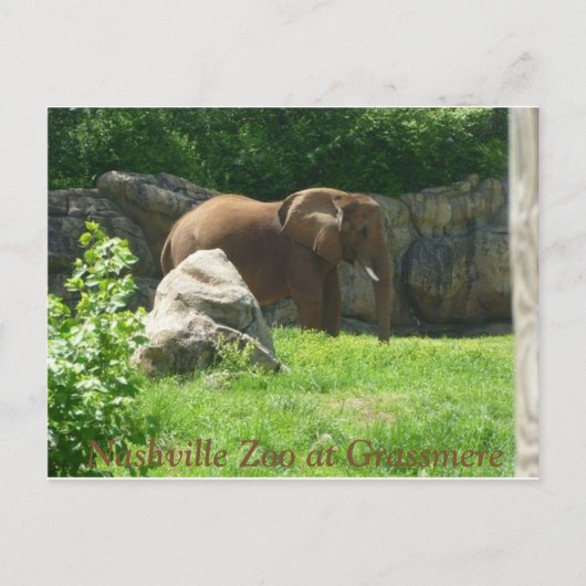 Nashville Zoo Postcard Postkarte (Vorderseite)