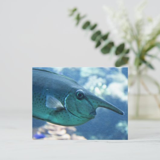 Naso Brevirostris Postkarte (Stehend Vorderseite)